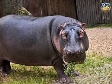 В Киевском зоопарке бегемот вернулся в летний вольер | Комментарии.Киев